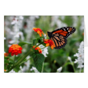 Monarch Butterfly på Orange och Red Lantana Hälsningskort