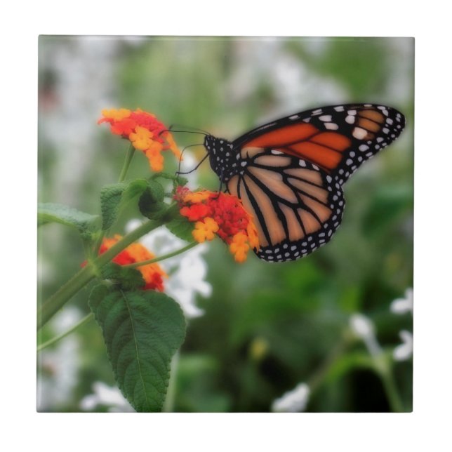Monarch Butterfly på Orange och Red Lantana Kakelplatta (Framsidan)