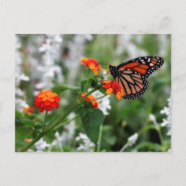 Monarch Butterfly på Orange och Red Lantana Vykort