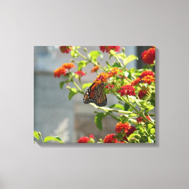 Monarch Butterfly på Red Butterfly Bush Canvastryck (Framsida)