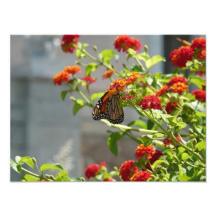 Monarch Butterfly på Red Butterfly Bush Fototryck