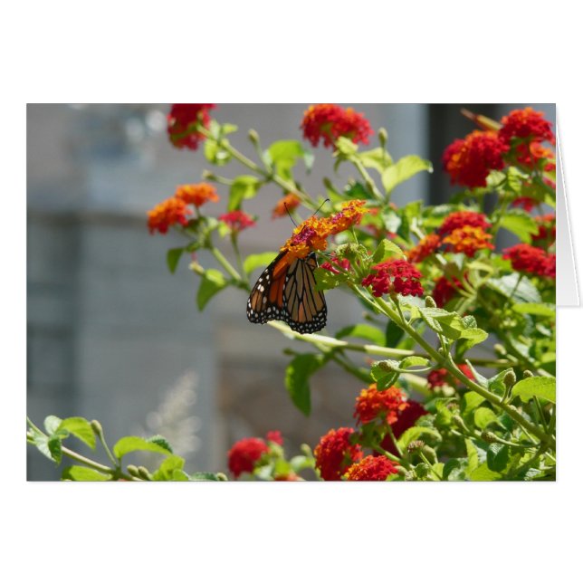 Monarch Butterfly på Red Butterfly Bush Hälsningskort (Framsidan Horizontal)
