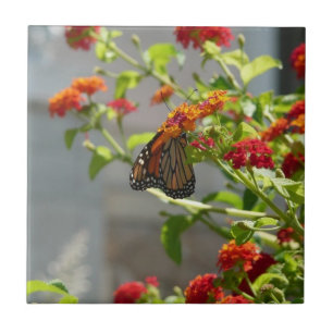 Monarch Butterfly på Red Butterfly Bush Kakelplatta