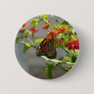 Monarch Butterfly på Red Butterfly Bush Knapp
