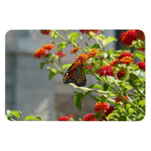 Monarch Butterfly på Red Butterfly Bush Magnet