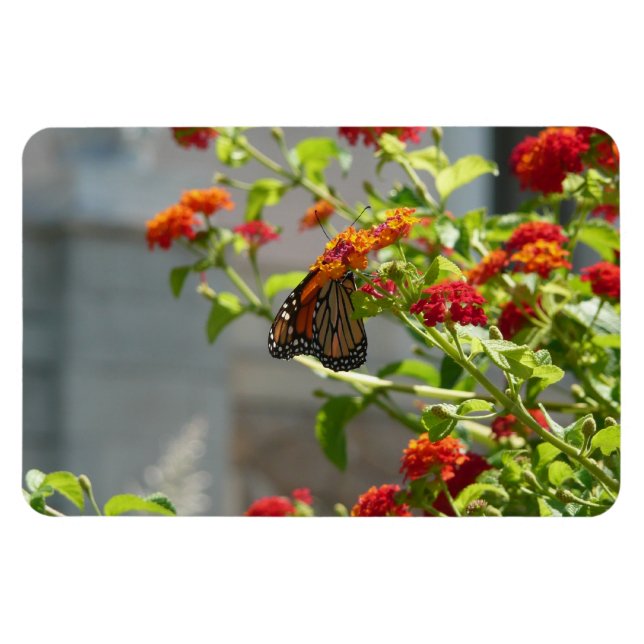 Monarch Butterfly på Red Butterfly Bush Magnet (Horisontell)
