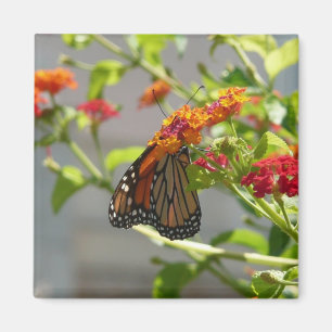 Monarch Butterfly på Red Butterfly Bush Magnet
