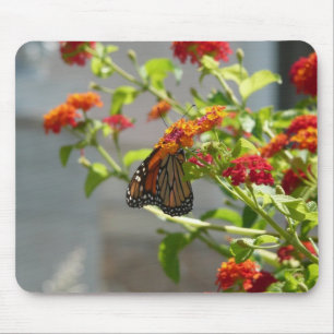 Monarch Butterfly på Red Butterfly Bush Musmatta