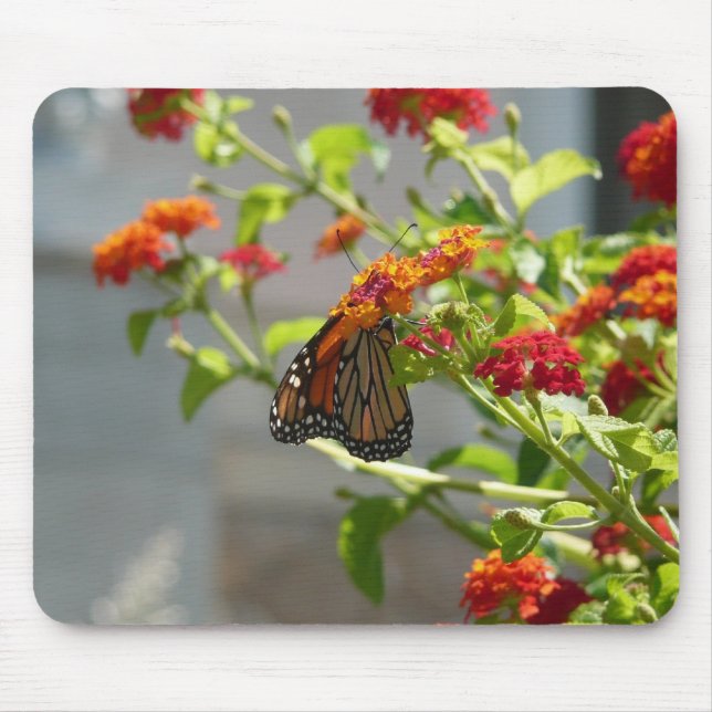 Monarch Butterfly på Red Butterfly Bush Musmatta (Framsidan)