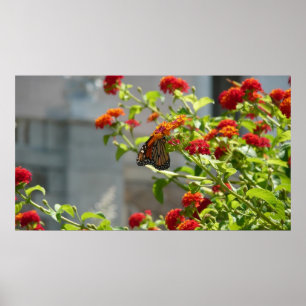 Monarch Butterfly på Red Butterfly Bush Poster
