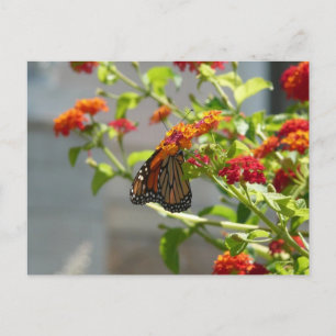Monarch Butterfly på Red Butterfly Bush Vykort