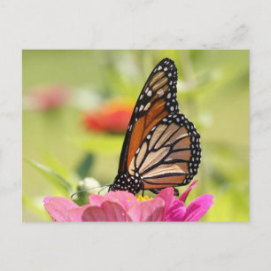 Monarch Butterfly på Rosa Flower Vykort
