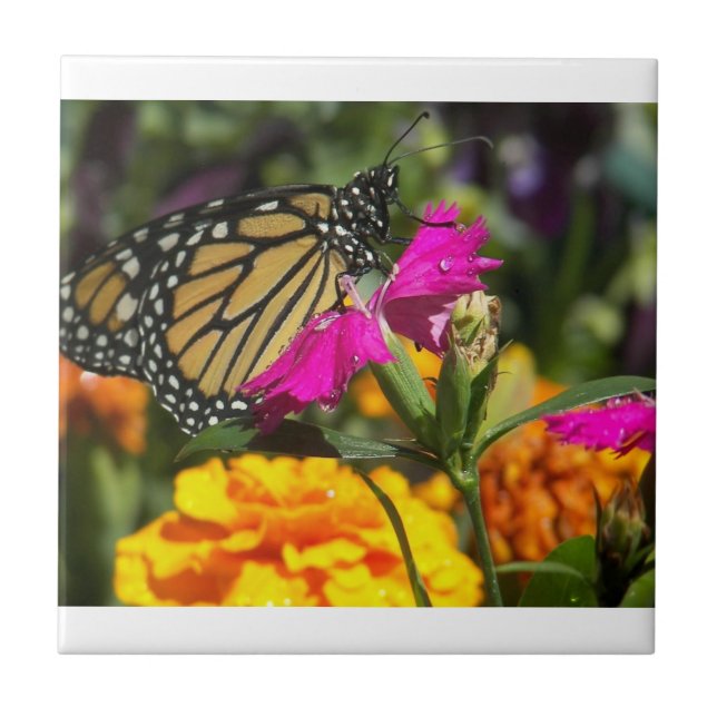 Monarch Butterfly på rosa marigold tile Kakelplatta (Framsidan)