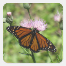 Monarch Butterfly på Rosa Thistle Stickers