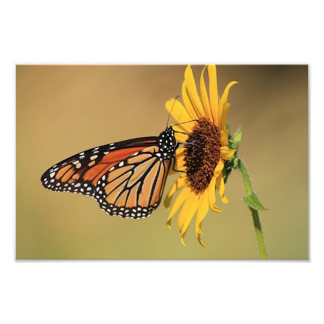Monarch Butterfly på Solros Fototryck (Framsidan)