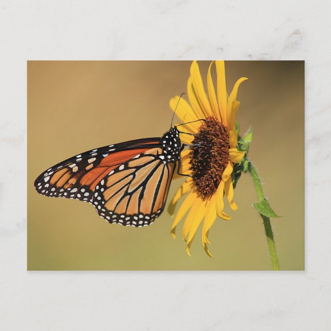 Monarch Butterfly på Solros Vykort (Framsida)