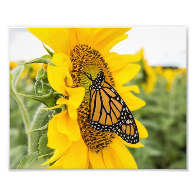 Monarch Butterfly på solrosfotografi Skriv ut Fototryck (Framsidan)