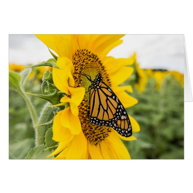 Monarch Butterfly på Solrosskydd OBS Kort (Framsidan Horizontal)