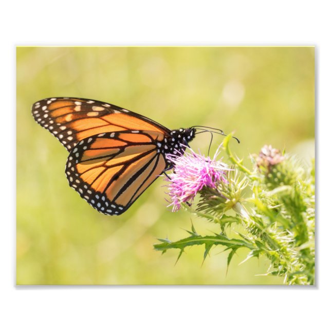Monarch Butterfly på Thistle Fototryck (Framsidan)