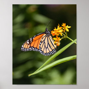Monarch Butterfly på Tropical Milkweed Flowers Poster
