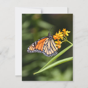 Monarch Butterfly på Tropical Milkweed Flowers Vykort