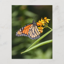 Monarch Butterfly på Tropical Milkweed Flowers Vykort