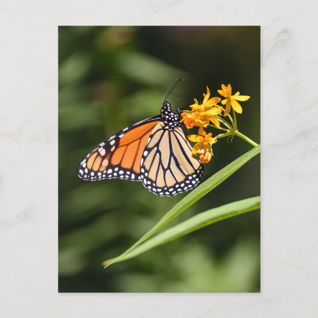 Monarch Butterfly på Tropical Milkweed Flowers Vykort (Framsida)