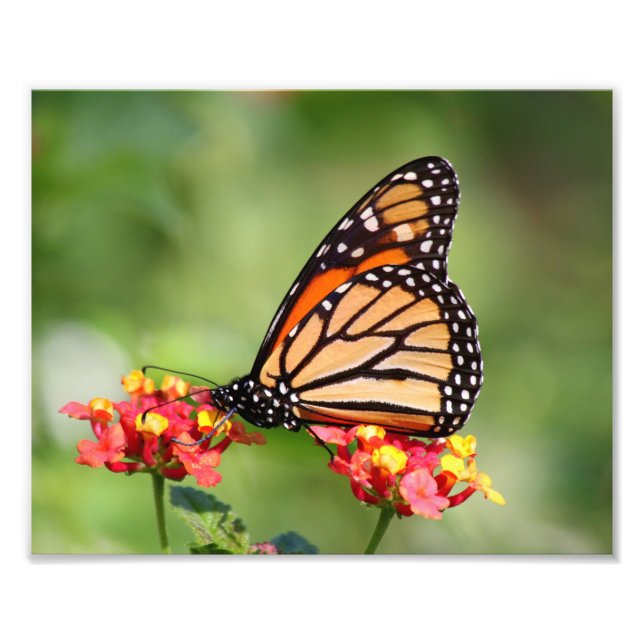 Monarch Butterfly på två Lantana Flowers Fototryck (Framsidan)