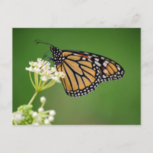 Monarch Butterfly på vit träff Milkweed-vykort Vykort