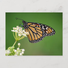 Monarch Butterfly på vit träff Milkweed-vykort Vykort