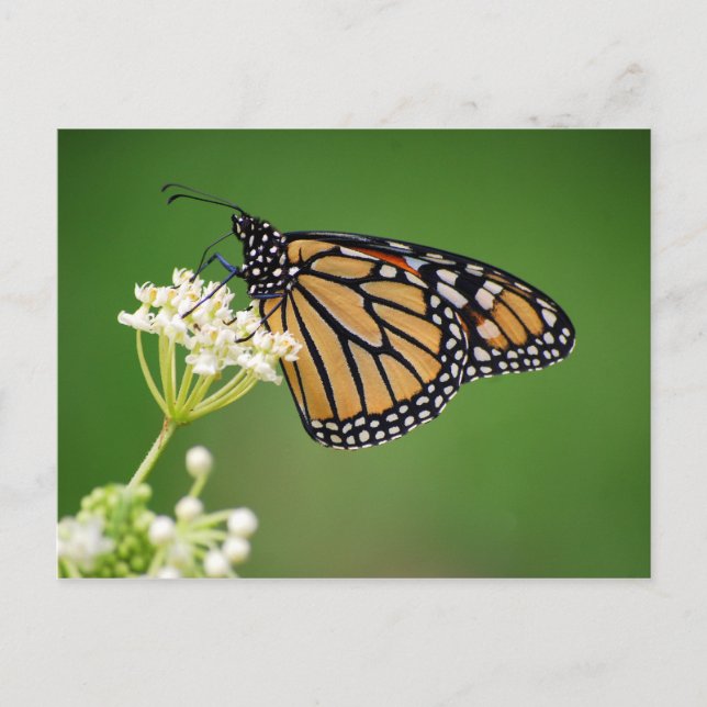 Monarch Butterfly på vit träff Milkweed-vykort Vykort (Framsida)