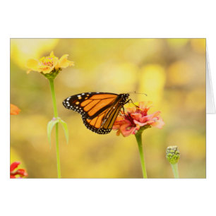Monarch Butterfly på Zinnia Hälsningskort