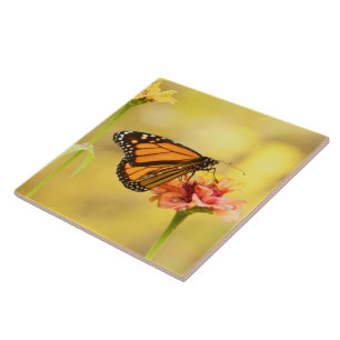 Monarch Butterfly på Zinnia Kakelplatta