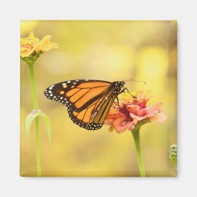 Monarch Butterfly på Zinnia Magnet (Framsidan)