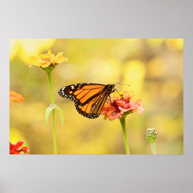 Monarch Butterfly på Zinnia Poster (Framsidan)