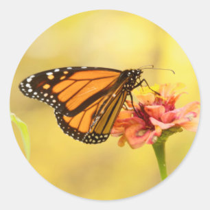 Monarch Butterfly på Zinnia Runt Klistermärke