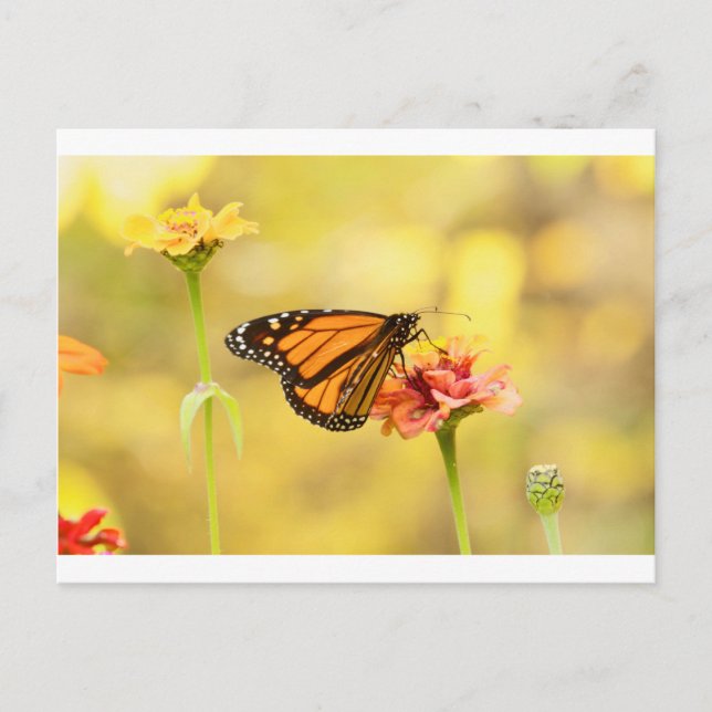 Monarch Butterfly på Zinnia Vykort (Framsida)