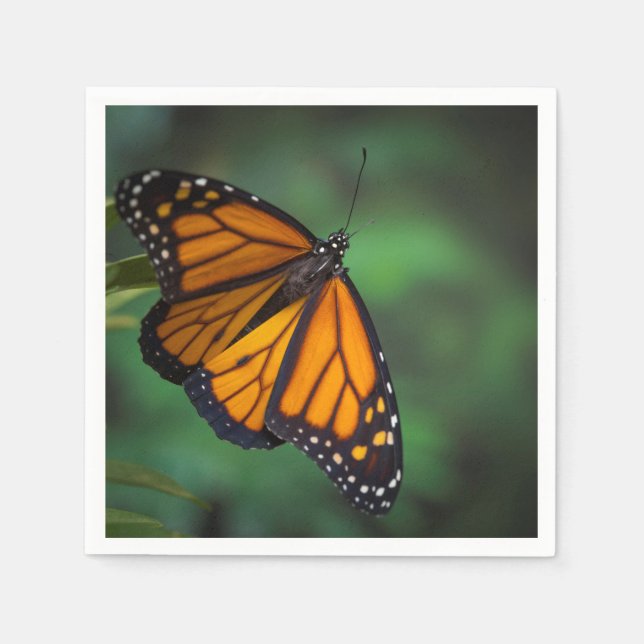 Monarch Butterfly Pappersservett (Framsidan)