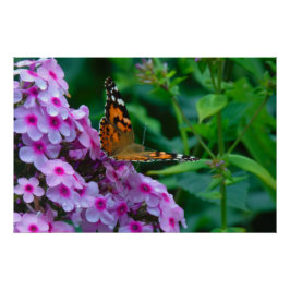 Monarch Butterfly Perfect Poster