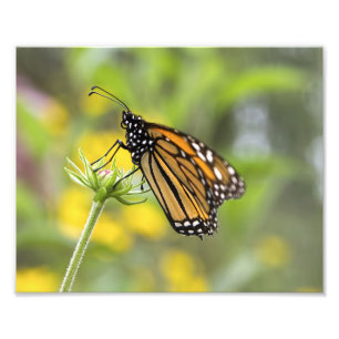 Monarch Butterfly Photo Fototryck