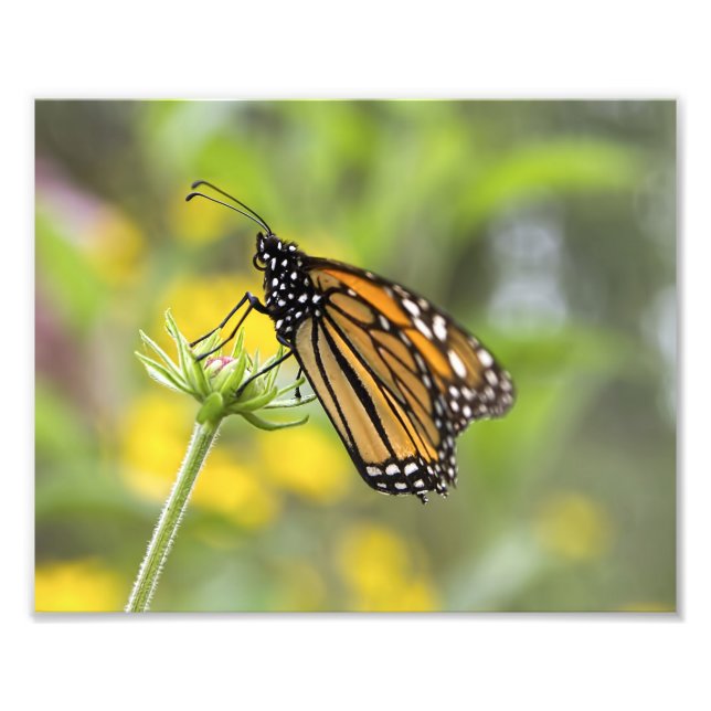 Monarch Butterfly Photo Fototryck (Framsidan)
