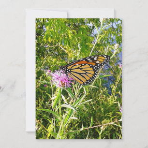 Monarch Butterfly Photo Kort