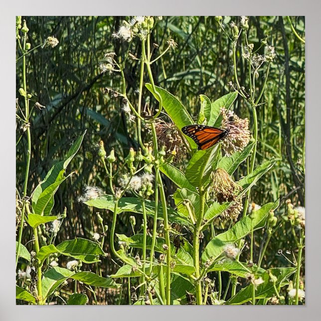 Monarch Butterfly Photo Poster (Framsidan)