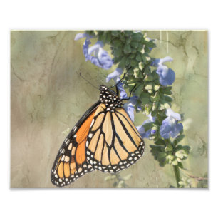 Monarch Butterfly Photography Print Fototryck