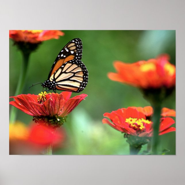 Monarch Butterfly Pollution Poster (Framsidan)