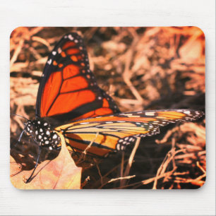 Monarch Butterfly Posature Musmatta