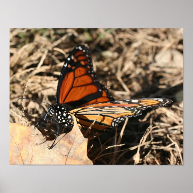 Monarch Butterfly Posature Poster (Framsidan)
