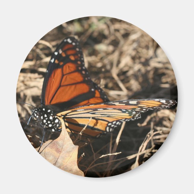 Monarch Butterfly Posing Nature Photography Magnet (Framsidan)