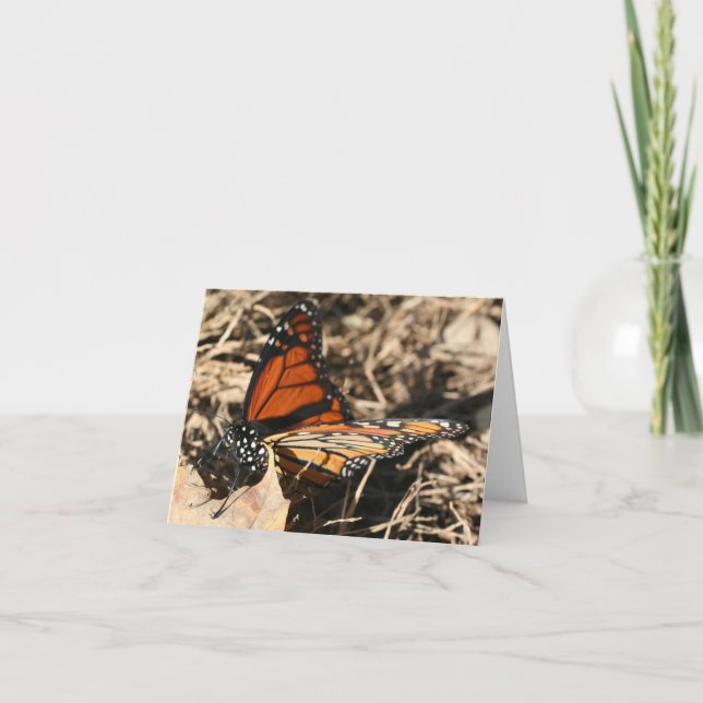 Monarch Butterfly Posing Nature Photography Note Kort (Framsida)