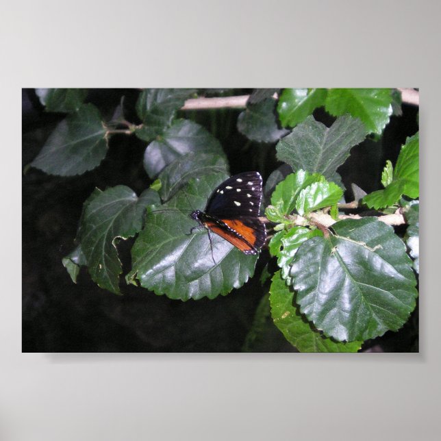 Monarch Butterfly Poster (Framsidan)